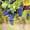 WWF supports Integrated Production of Wine scheme