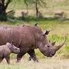 WESSA voices strong concerns against rhino horn trade