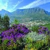 Scientists to discuss preservation of Cape's floral kingdom