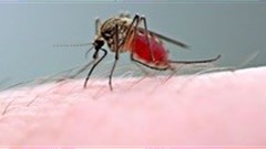 [Orchids & Onions] Raid's mozzie repellent ad has a real bite