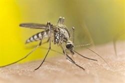 Help fight misery of malaria