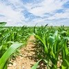 Inflation set to rise as maize crop wilts
