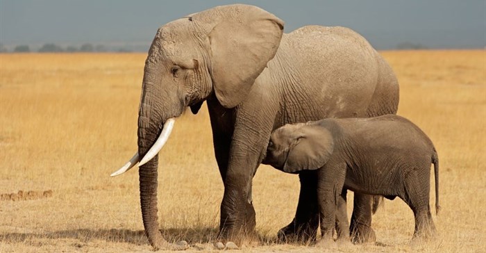 Botswana's marauding elephants trigger hunting ban debate