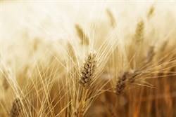 Wheat surges as rand weakens