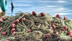 [Food for Thought] There are plenty of fish in the sea. Or are there?