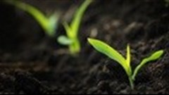 Monsanto would sell Syngenta's seed business in merger