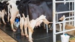 Foreign investor buys stake in Mugabe dairy rival