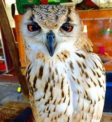 Spearheading a new Spier experience