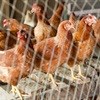 SA poultry industry serious about transformation