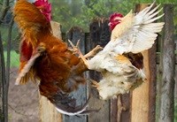 What came first - the chicken or the leg?