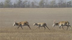 Mass die-off of saiga antelope causes global concern