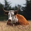 Gauteng farmers sought for Nguni cattle breeding project