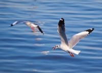 Witthaya Phonsawat via