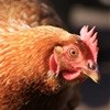 SA agrees to resume importation of US chicken