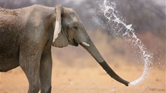 Kenya wildlife rangers launch secure radios to outwit poachers