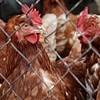 US poultry export deal will help small farmer sector