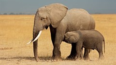 Lupita Nyong'o joins fight to save Africa's elephants