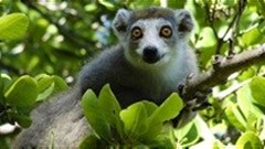 Why haven't Madagascar's famed lemurs been saved yet?