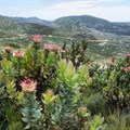 Cape Floral region continues to be world heritage site