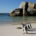 Endangered African penguins on the rebound, but not yet in the clear