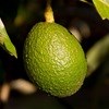 Huge avocado project for Port St Johns