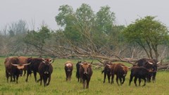 Rewilding isn't about nostalgia - exciting new worlds are possible