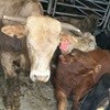 NSPCA calls for stop to live export