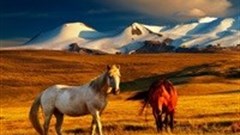 Google's Street View enters Mongolia on horseback