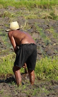 Minimum wage 'hurt' farm workers