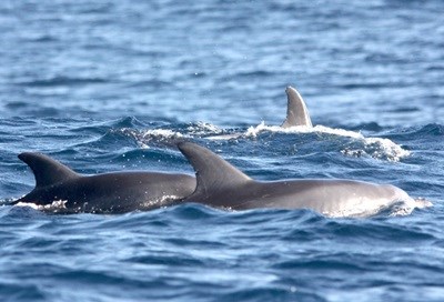 Combine the best, destress for the rest