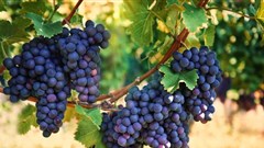 Message in a bottle: the wine industry gives farmers a taste of what to expect from climate change