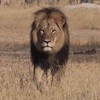 Cecil the lion's killer: a PR brief too hot to handle?