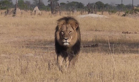 Cecil the lion's killer: a PR brief too hot to handle?