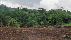 Amazon slowly eaten away by gold rush's illegal mines