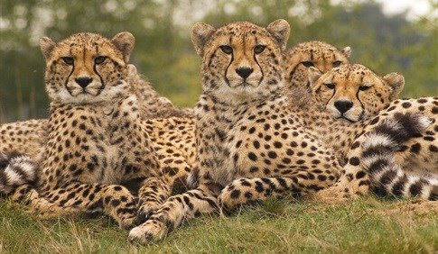 [Orchids & Onions] A digital cheetah? Spot the difference in new Mazda ad