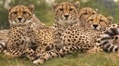 [Orchids & Onions] A digital cheetah? Spot the difference in new Mazda ad