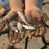 UCT study: Climate change and overfishing
