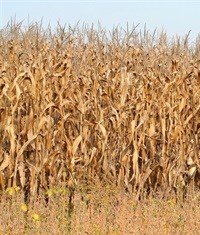 SA 2015 maize output edges up 0.8% to 9.83-million tons