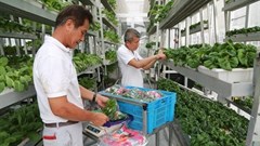 Workers harvesting and packing produce. Credit: Sky Greens