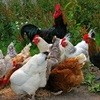 Poultry health critical to global food security