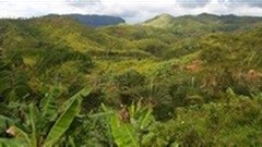 Empowering women through tenure rights in forestry