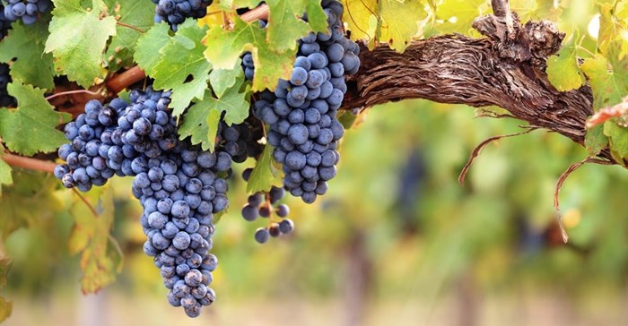 French winemakers hunt for climate change-resistant grape