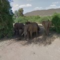 Eyes on elephants as Google cameras snap Kenya reserve