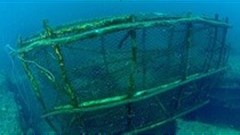 WWF: global marine populations slashed by half since 1970