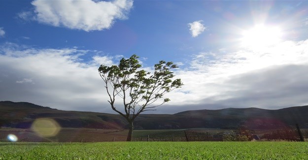 There's more to 'sea' than whales in Hermanus