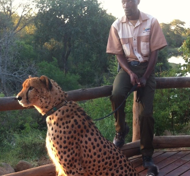 Amarula Trust funds Botswana field guide course