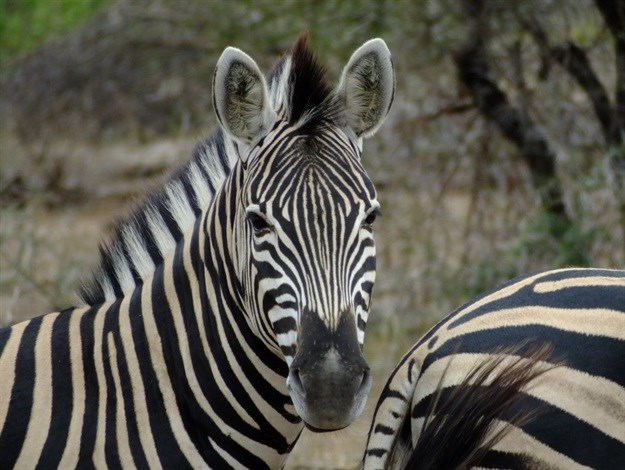 [Earth Focus] Walk on the wild side: thoughts around a campfire