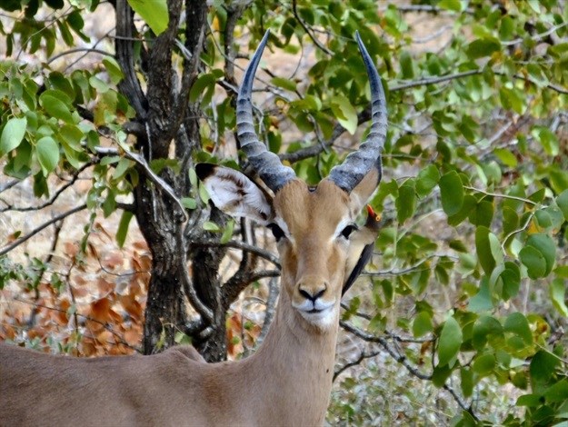 [Earth Focus] Walk on the wild side: thoughts around a campfire