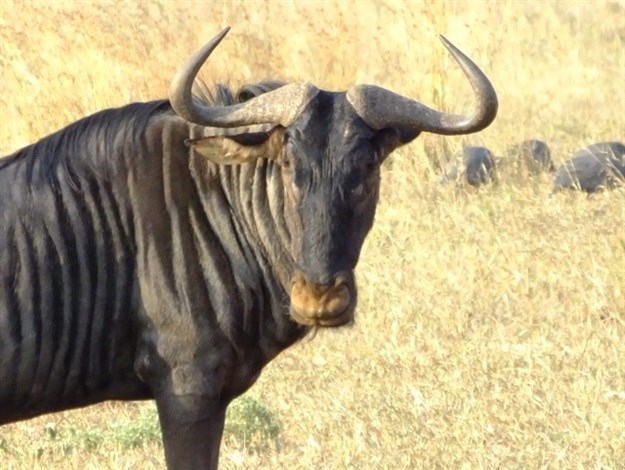 [Earth Focus] Walk on the wild side: thoughts around a campfire