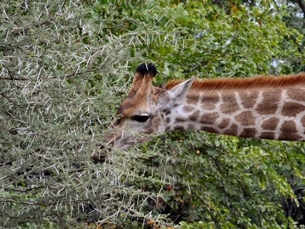 [Earth Focus] Walk on the wild side: thoughts around a campfire